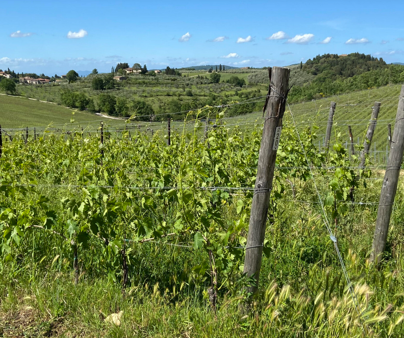 JohnMFodera's tweet photo. Coming tomorrow... It's #CellarNote time. #Tuscanvines @ChiantiNews @chianticlassico @ChiantiClassUSA https://t.co/wQcHroNsoX