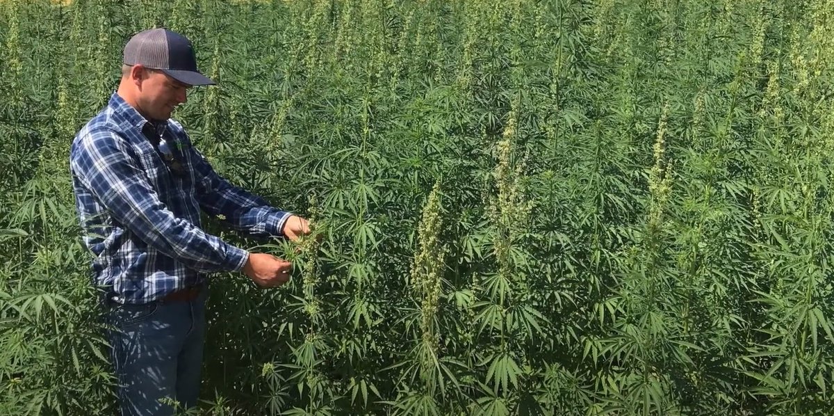 406Agronomy's tweet photo. Join us for our 406 Agronomy Summit in January to learn more about industrial hemp for grain production in Montana. Ben Brimlow, lead Agronomist with IND Hemp, will be one of the 18 speakers presenting in our 2-day event. Seating is limited, visit https://t.co/cQizHqVk3m #406as https://t.co/z0OJ32i3sT