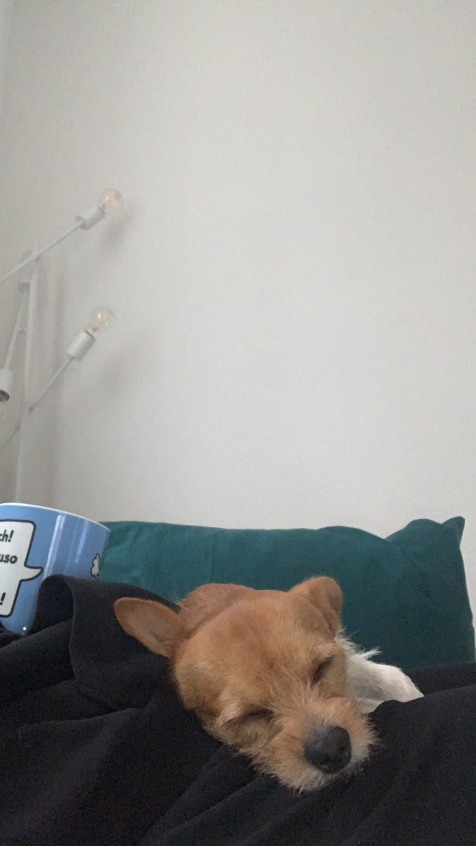 Bambilicous2's tweet photo. Hanging out 24/7 - spoiled pumpkin

#cutedogs #dogs #dogsoftwitter #rescuedogs #dogmum #doglife #AdoptDontShop #AdoptDontBuy #hunde #tierschutz #tierschutzhund https://t.co/vhugY6qxz5
