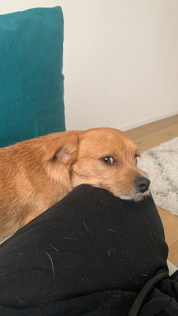 Bambilicous2's tweet photo. Hanging out 24/7 - spoiled pumpkin

#cutedogs #dogs #dogsoftwitter #rescuedogs #dogmum #doglife #AdoptDontShop #AdoptDontBuy #hunde #tierschutz #tierschutzhund https://t.co/vhugY6qxz5