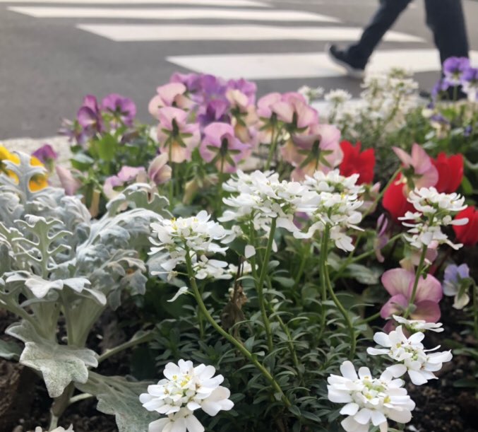 いま太陽に向かって咲く花 Twitter Suche Twitter いま太陽に向かって咲く花 Twitter Suche Twitter