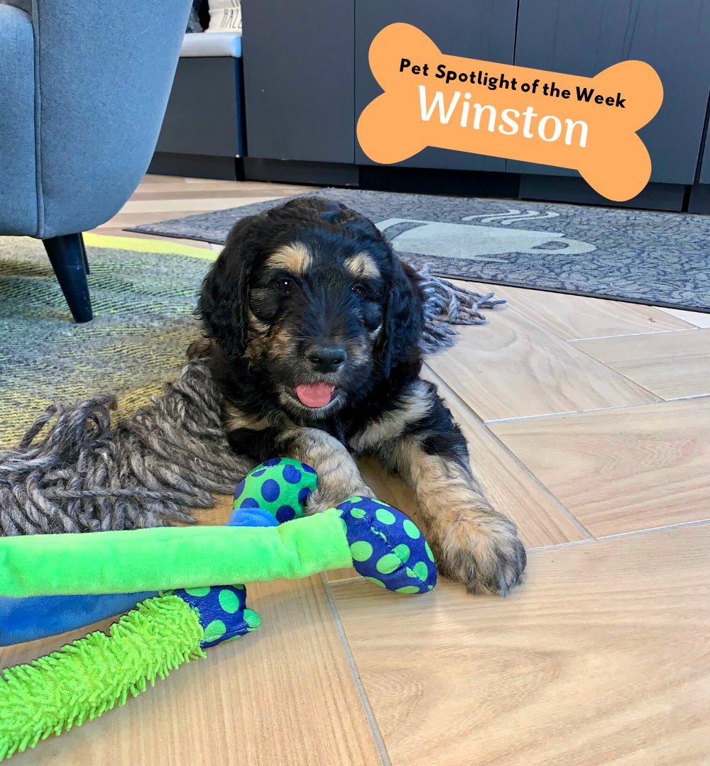 This weeks Vista pet spotlight goes to Winston! He is brand new to The Vista &amp; already loving it here! 🥰 Winston loves attacking feet &amp; taking naps. He is growing into his personality &amp; can’t wait to meet new friends! 
.
.
Be sure to tag us in your pet pictures &amp; pages.