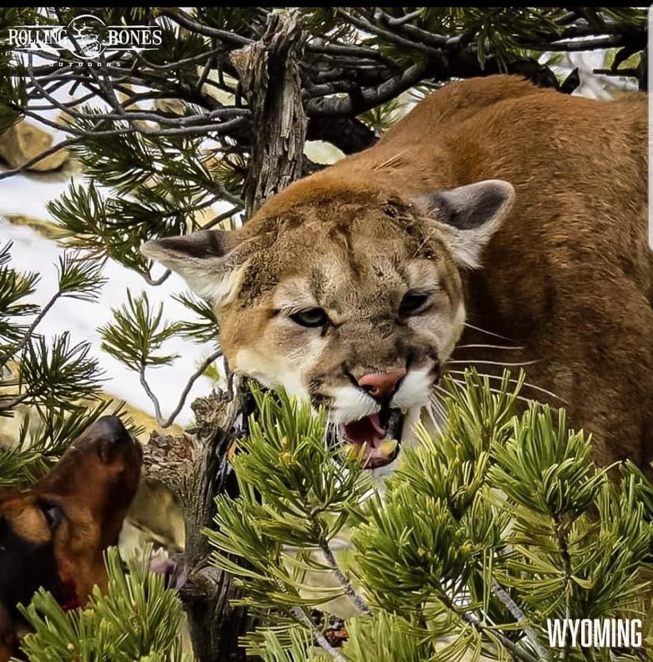 RBO_Mike's tweet photo. Rolling Bones has an opportunity to chase big cats in Western Wyoming.

One of the best Outfitters in the west and will run well trained hounds. Hunt will be conducted with mules if snow is not present.

Available Dates for this hunt are from January 2022 - April 2022. https://t.co/XkjsHHPBnw