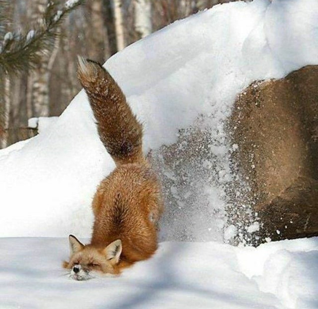Лиса в снегу