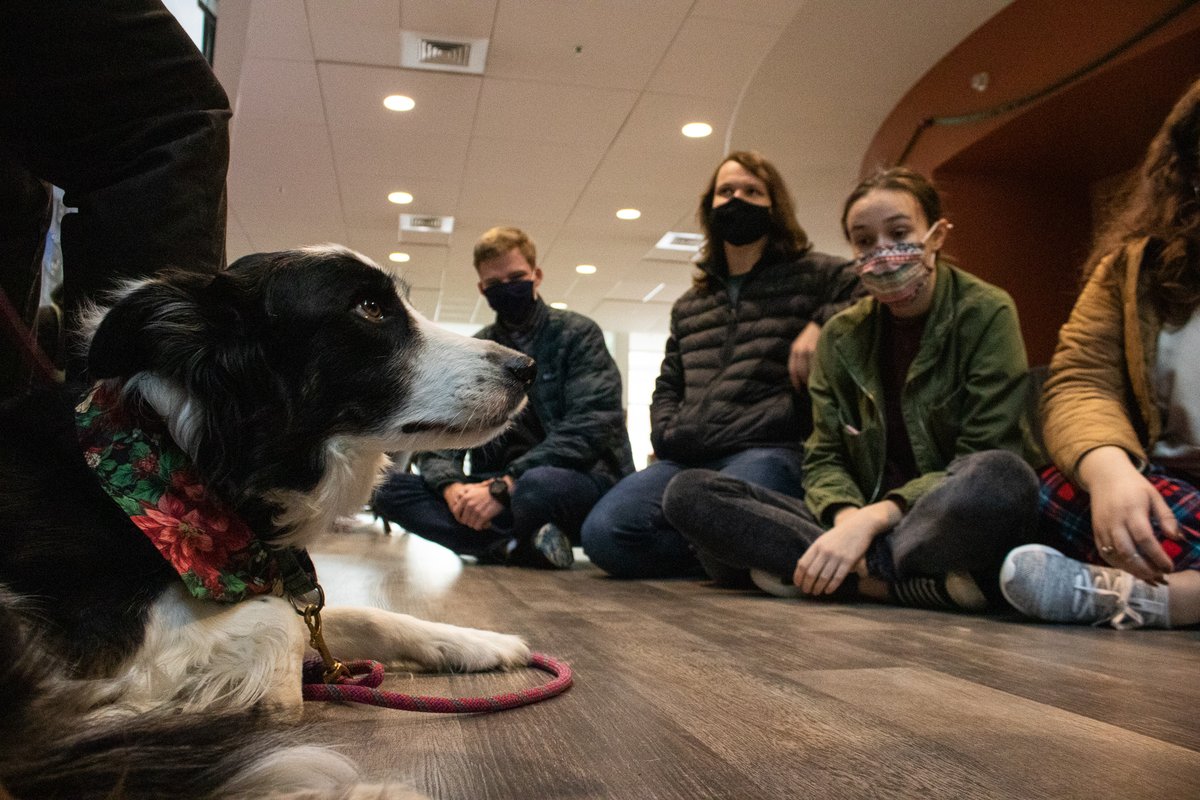 washcoll's tweet photo. Spending a little time with one of the visiting therapy dogs is a dog-gone great way for students to relieve some of that final exam stress! And in case you missed them, Gryff will be back on campus on both 12/15 and 12/16. #washcoll #finalsweek #therapydogsofinstagram https://t.co/1OMbZGgbWA