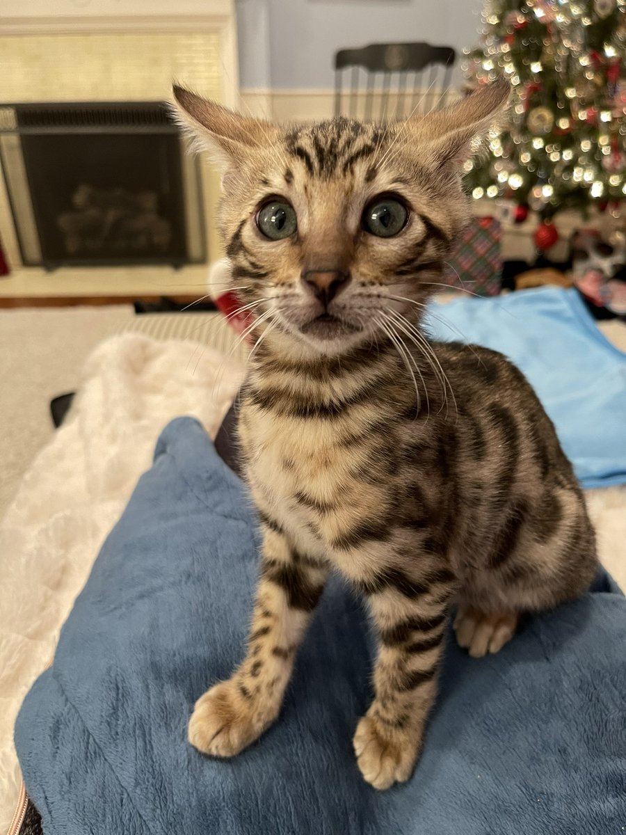 EmmyKHoo's tweet photo. @UVAHooGirl We just brought Maverick home on Friday! https://t.co/IJ7YZiGrru
