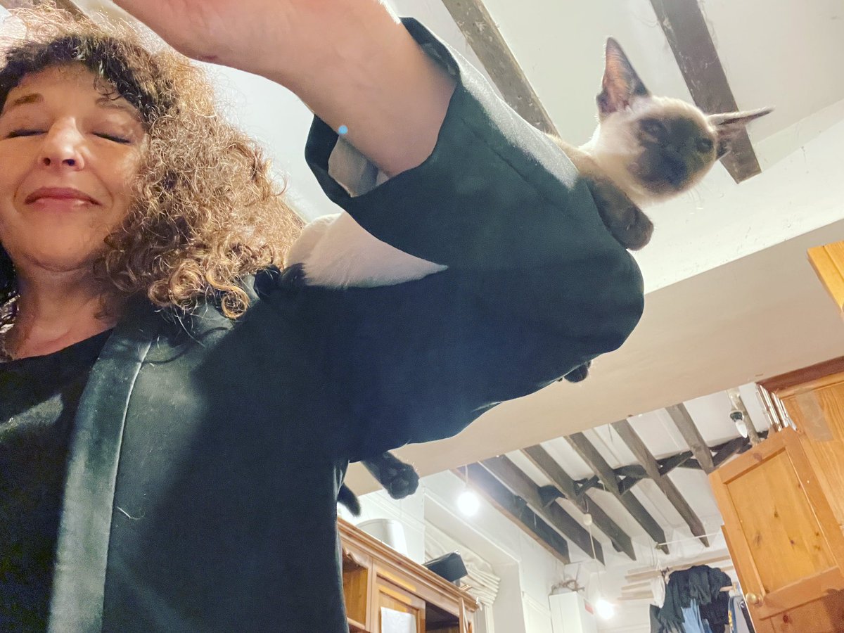 tarlyn's tweet photo. When Walter the kitten thinks I am a perch ! #kitten #siamese #sealpoint #humanperch https://t.co/LLqFCbCYvg