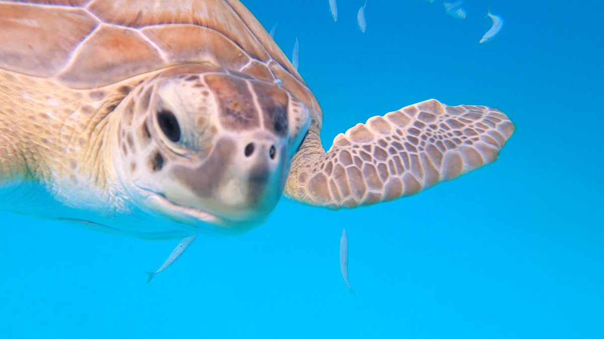 itscandicemcc's tweet photo. Hello Mr Turtle 🐢❤️ 

📍Barbados 🇧🇧🇧🇧🇧🇧 https://t.co/mDPpPszCh6