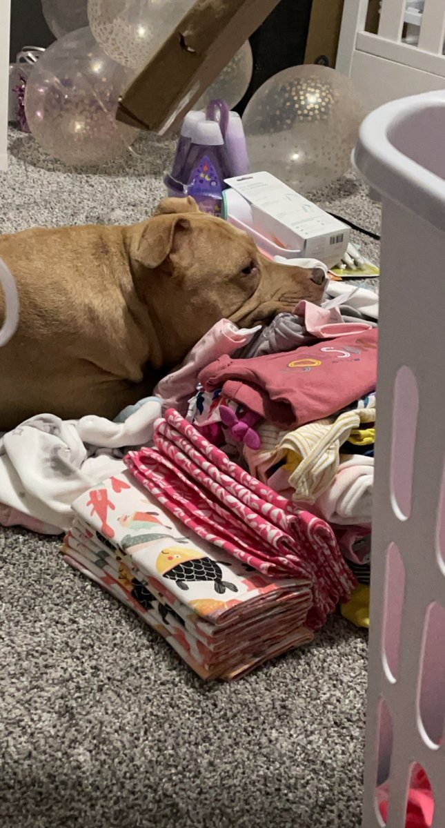 agrapp_3's tweet photo. In true Lila fashion, she’s making it known that it’s her world &amp; we’re just living in it.. even in the midst of preparing for baby girl. 😅 https://t.co/FBvcOJ1a7n