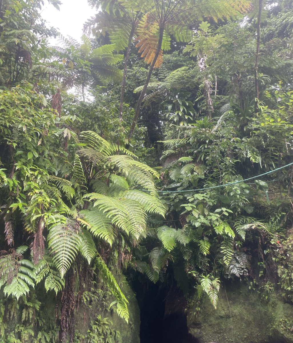 itscandicemcc's tweet photo. Swimming in the same gorge that Orlando Bloom has jumped in from POTC2 🇩🇲📍🍃 https://t.co/onp5BPnK26