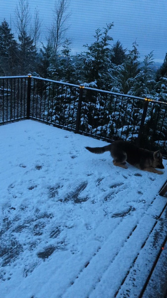 _rav1_'s tweet photo. First snow of the season for the Jeep and first ever snow for the Pupper - both seem to prefer this weather ๐ #snow #JeepLife #GermanShepardDogs @THEJeepMafia @Jeep https://t.co/Xwbmz2jU1X