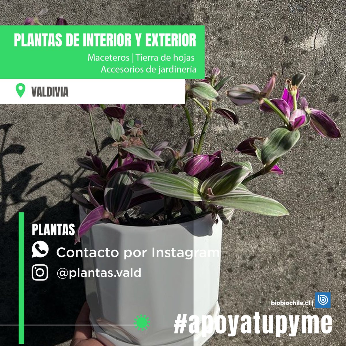 biobio's tweet photo. #PymeChallenge ¿tienes una pyme o conoces a alguien que la tenga? Compártela con nosotros por IG para poder ayudarlos y juntos apoyemos a los microempresarios💪
Por la gran cantidad de mensajes que recibimos no nos es posible responderles, pero leemos todas sus solicitudes. https://t.co/LSSuZxWojD