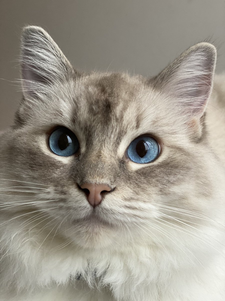 annaholligan's tweet photo. Our gorgeous kitty has gone missing. If you’re in The Hague, in vicinity of Fahrenheitstraat, please circulate - if you have friends in area please ask them to look out for her 🙏🏽 https://t.co/0xXtY5fujI