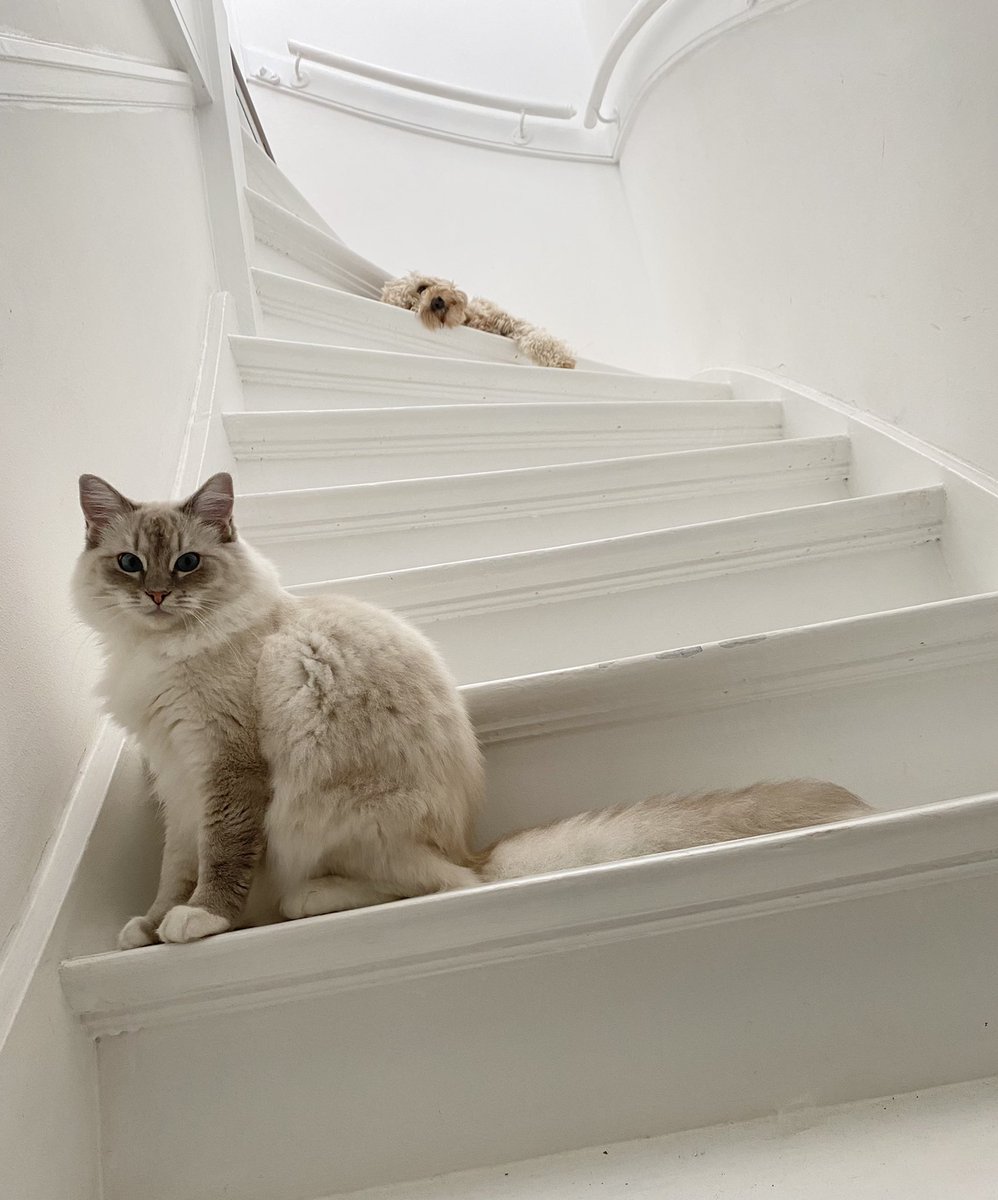 Our gorgeous kitty has gone missing. If you’re in The Hague, in vicinity of Fahrenheitstraat, please circulate - if you have friends in area please ask them to look out for her 🙏🏽