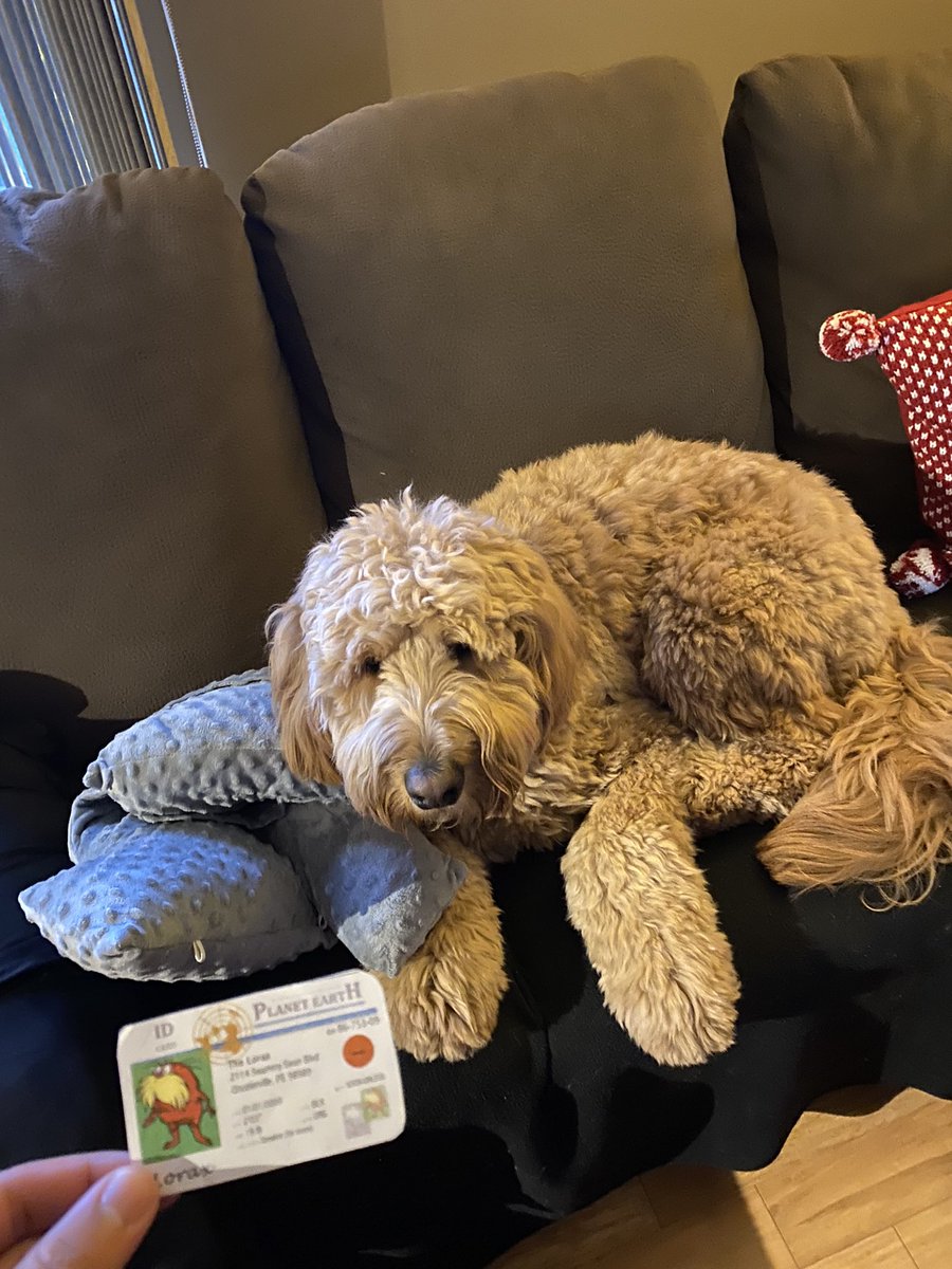 This is my dog Tucker, he is a k-strategist because he grew up with few off springs and he had parental care.<a href="/franklinlorax/">APES Project Lorax</a> #apesecology