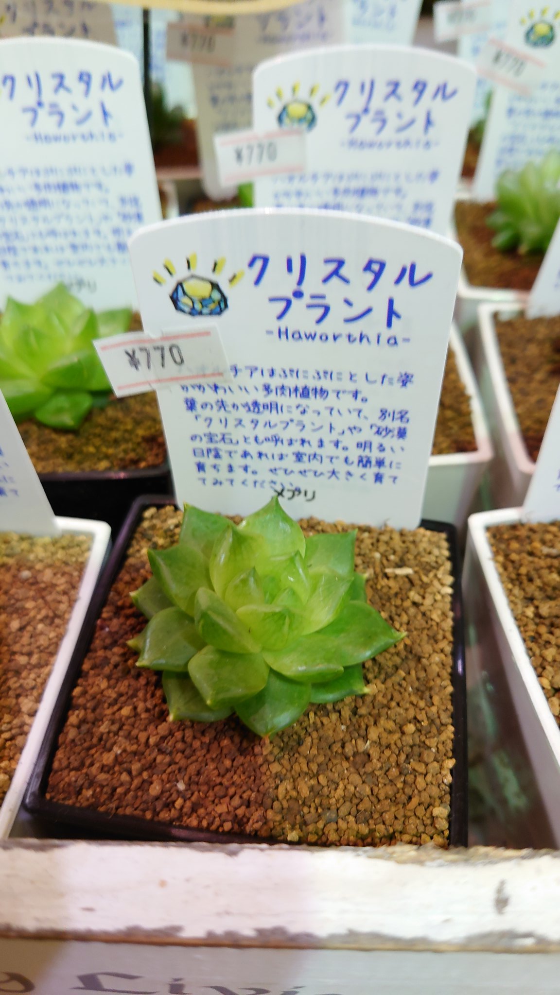 Flower Shop ちぐさえん 砂漠の宝石 クリスタルプランツ 入荷です 葉先が透明でとってもめずらしいこの逸品は明るい室内であれば簡単に育ちます なかなか入手困難な この多肉植物この機会に如何が 砂漠の宝石 クリスタルプラント