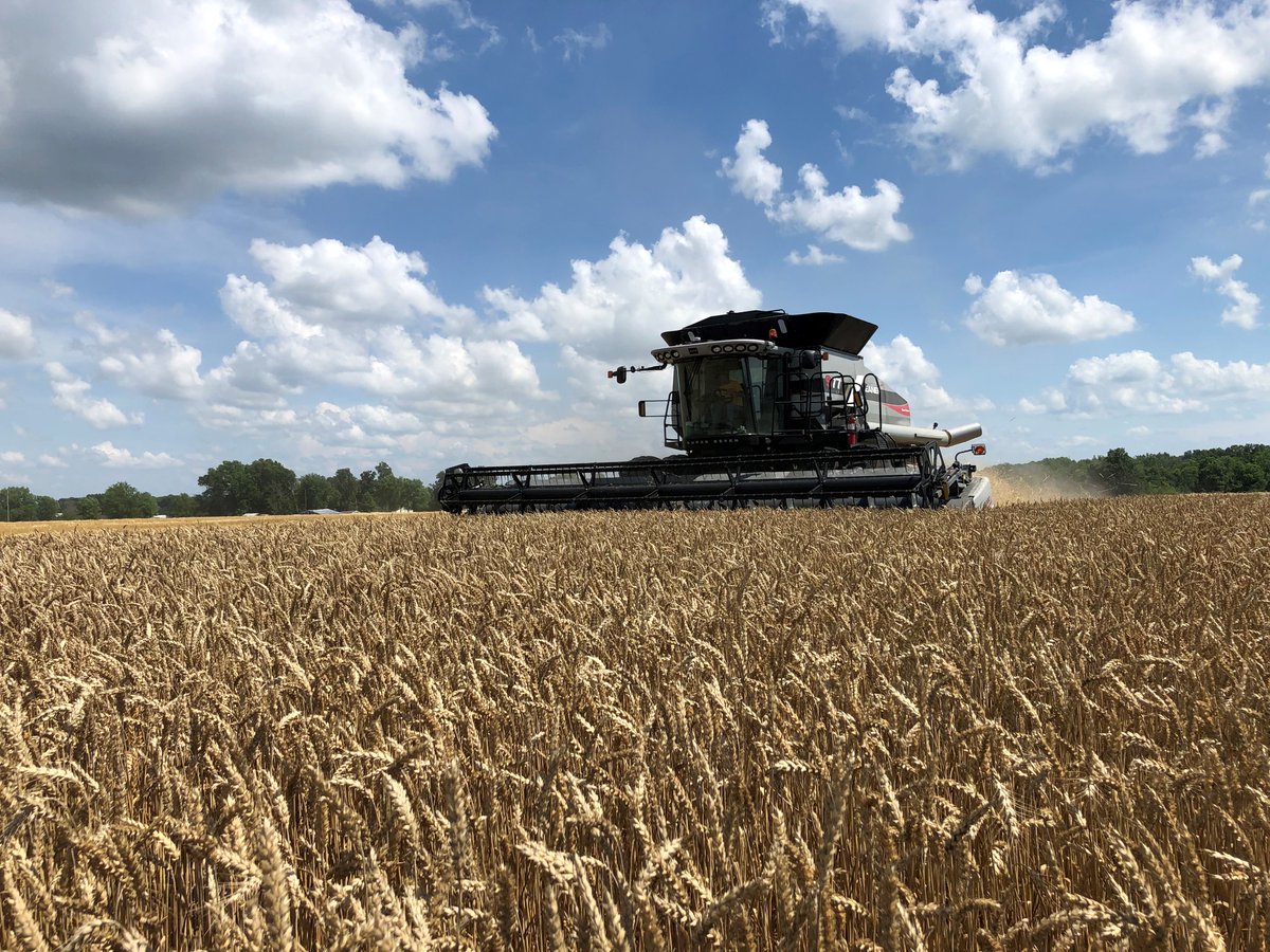 DGrant_FW's tweet photo. Washington County #Illinois easily retains its title as top #wheat producer in the state this season, growing 4.7 mil/bu. Other counties in top five production are...2. Randolph, 3. Clinton, 4. Perry and 5. Monroe. State yield a record 79 bpa for 2021. @usda_nass https://t.co/NyT5wOziDS