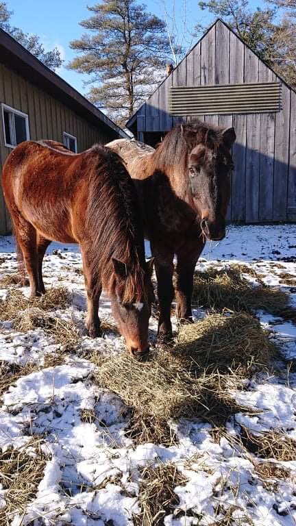 Newfoundland Pony Society tweet media