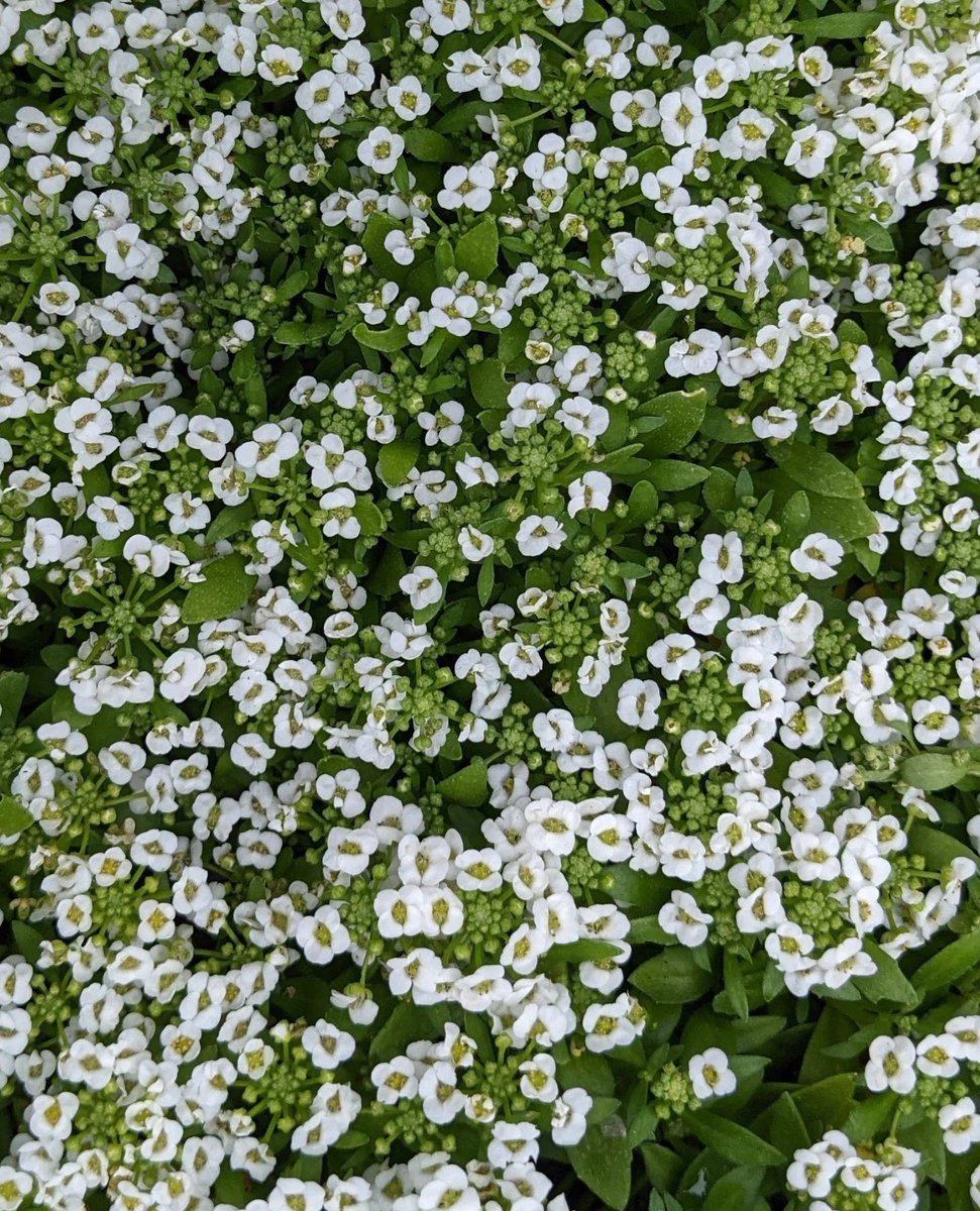 It's not snow -- it's Sweet Alyssum! ❄️ This variety is named "Snow Crystals" after their little white flowers. They are drought-tolerant, can quickly cover flower beds, and cascade beautifully in containers and hanging baskets.