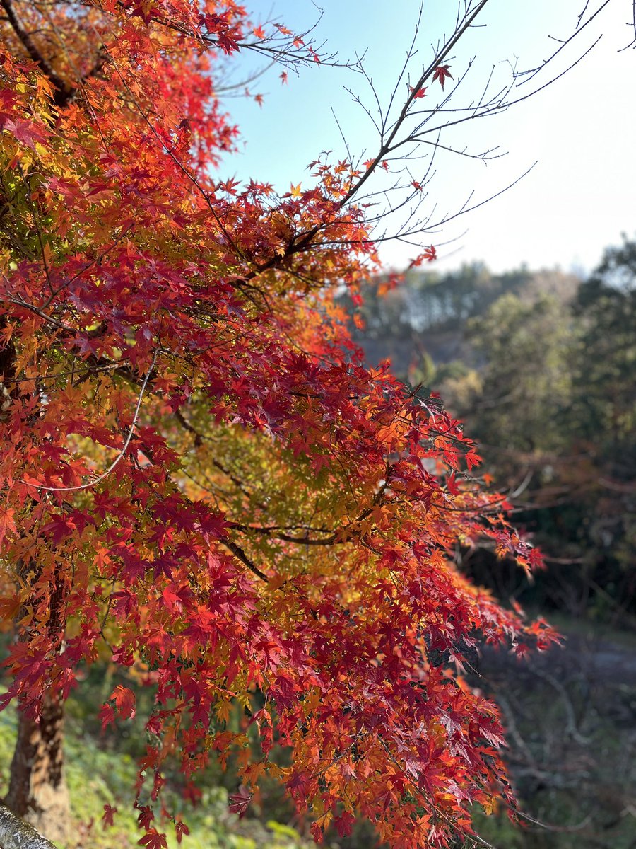 fieldofpine's tweet photo. グラデーション紅葉🍁🍁🍁
真っ赤も美しいけど絶妙なカラ���リング✨✨

#もみじ #紅葉狩り #景色 https://t.co/0PKSbjL3aK