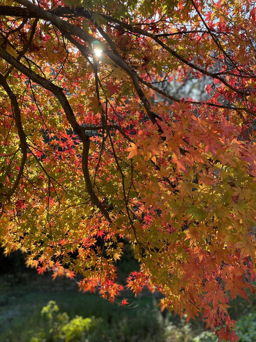 fieldofpine's tweet photo. グラデーション紅葉🍁🍁🍁
真っ赤も美しいけど絶妙なカラ���リング✨✨

#もみじ #紅葉狩り #景色 https://t.co/0PKSbjL3aK