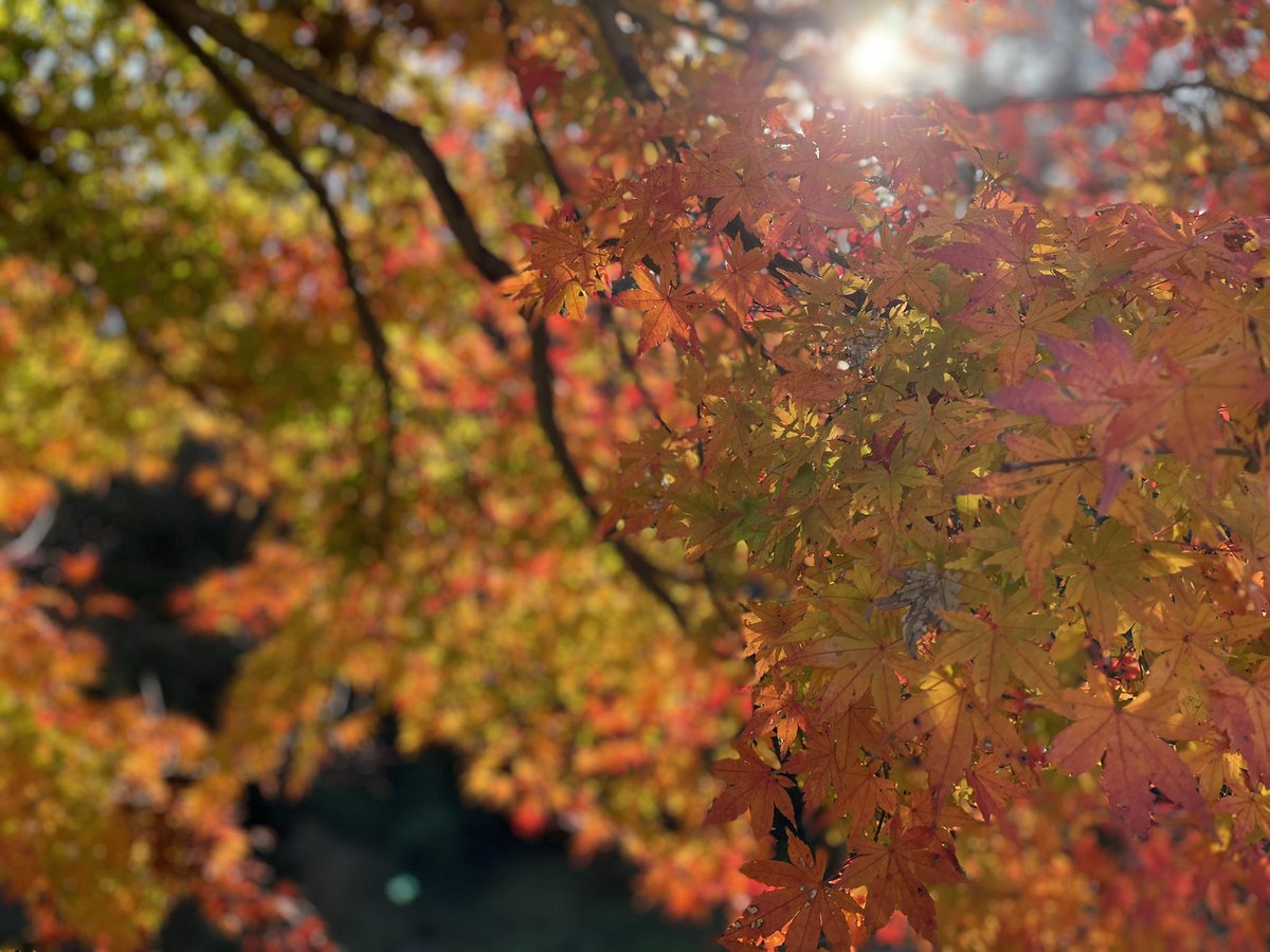 fieldofpine's tweet photo. グラデーション紅葉🍁🍁🍁
真っ赤も美しいけど絶妙なカラ���リング✨✨

#もみじ #紅葉狩り #景色 https://t.co/0PKSbjL3aK