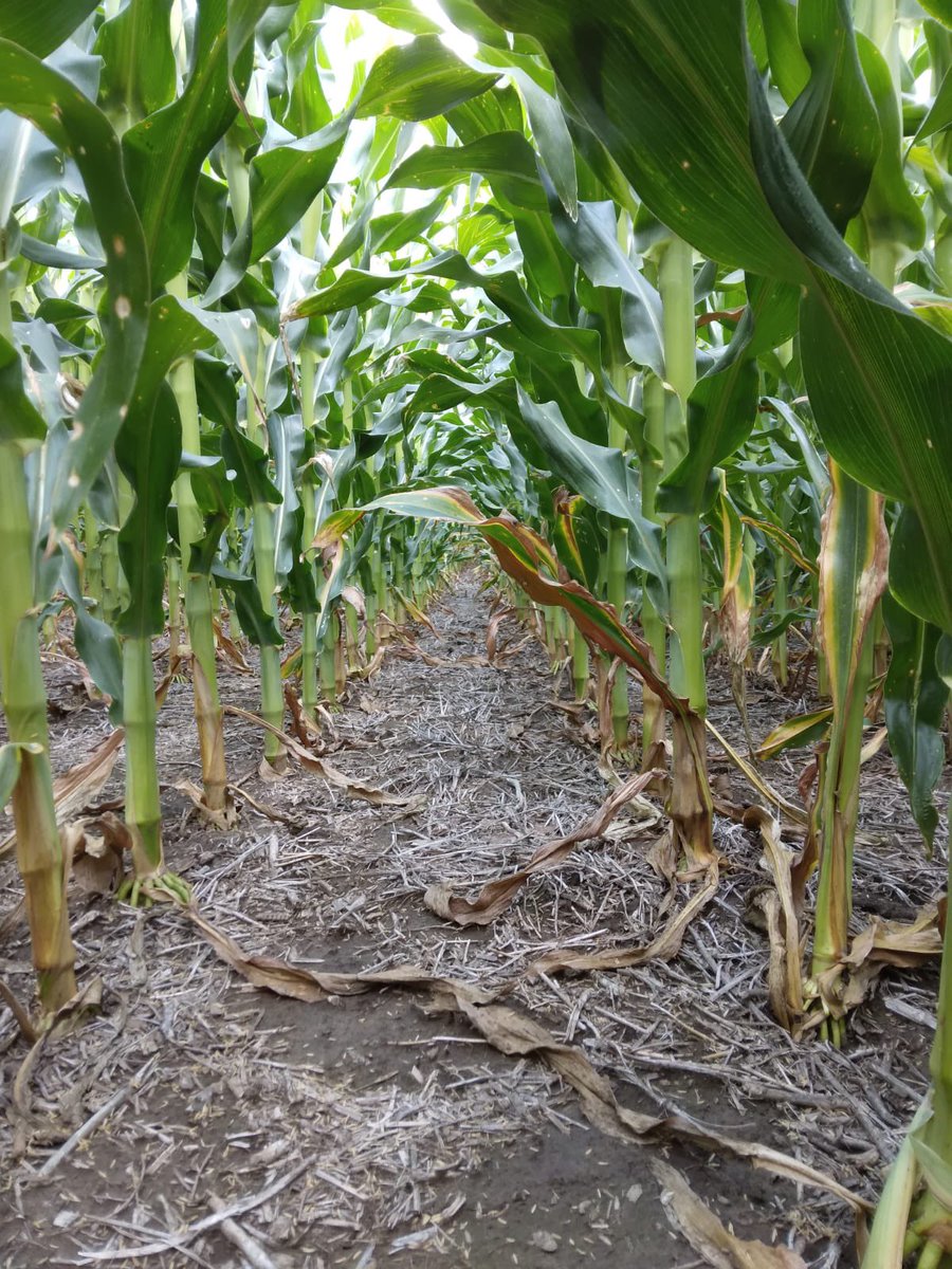 Recorriendo ensayos de desarrollo en Maria Juana, Sta Fe junto a nuestro líder <a href="/tebesmauricio/">Mauricio Pablo Tebes</a>!! Excelentes condiciones a la fecha! 💪🌽