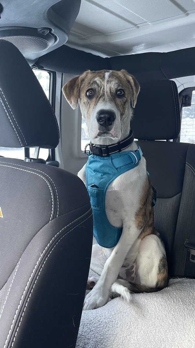 Bad days call for pictures of good boys. 🐶