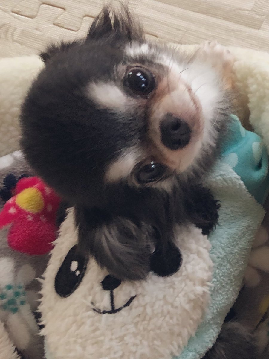 笑う門には福来る 愛らし過ぎるチワワさんのスマイルショット わんちゃんホンポ