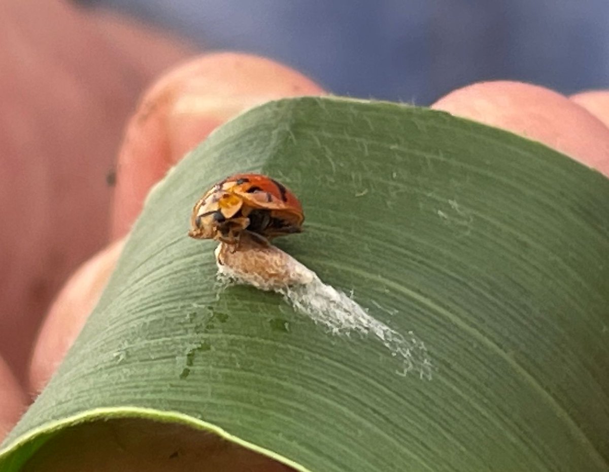 AgBiTechAU's tweet photo. IPM continues to prevail with #ViVUSMax &amp; #Fawligen, which has teamed up the good guys in this #maize crop in #Gatton, #QLD. 🌽

Check out this parasitized lady beetle 🐞 that’s been hijacked to breed beneficial wasps. Featuring the actual wasp that hatched from it!
#AgBiTech https://t.co/SbnEL7hmfi