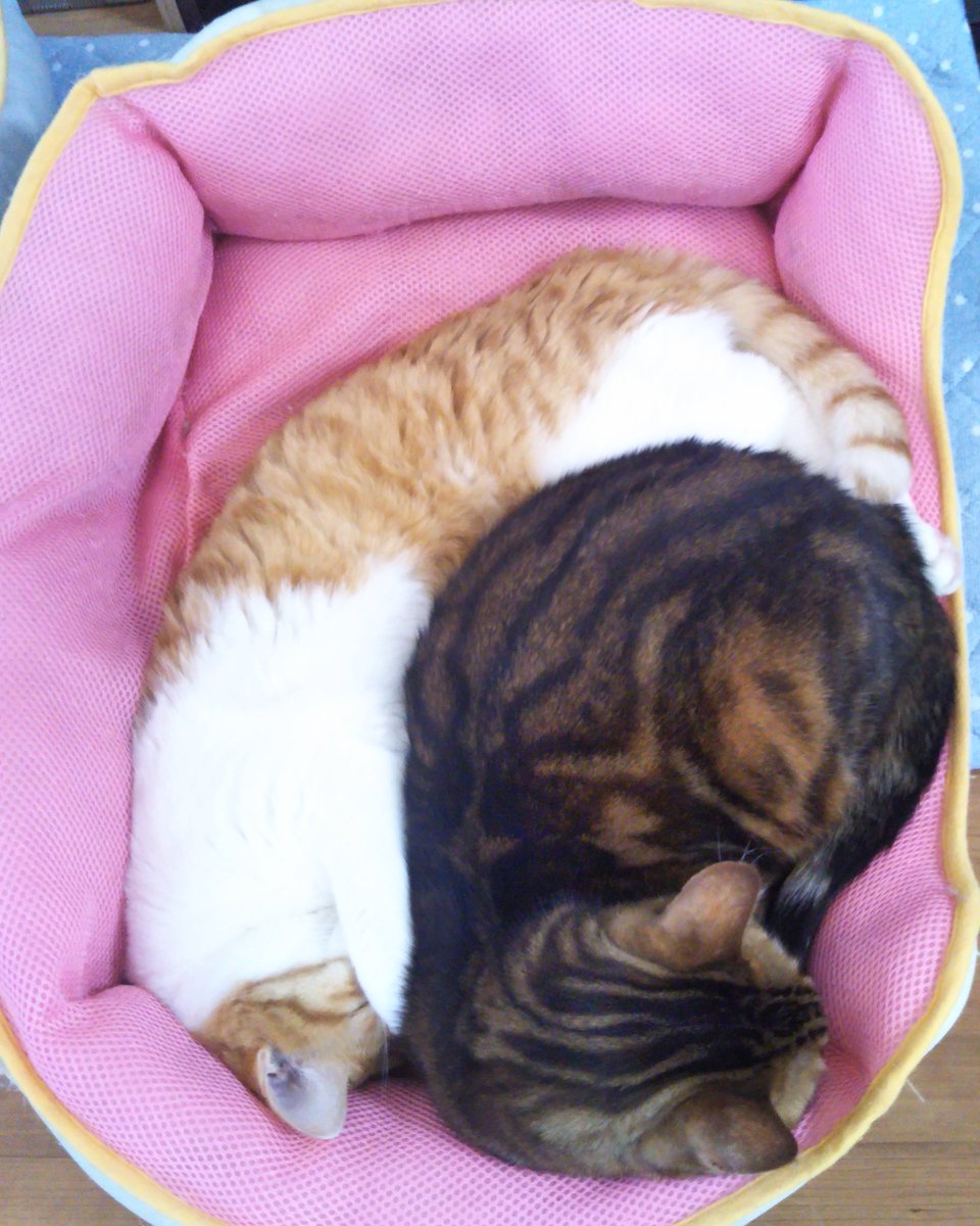 yupius's tweet photo. winter morning, 
in one bed, 
two cats 
#cat #threelines https://t.co/8zo0XMXK95