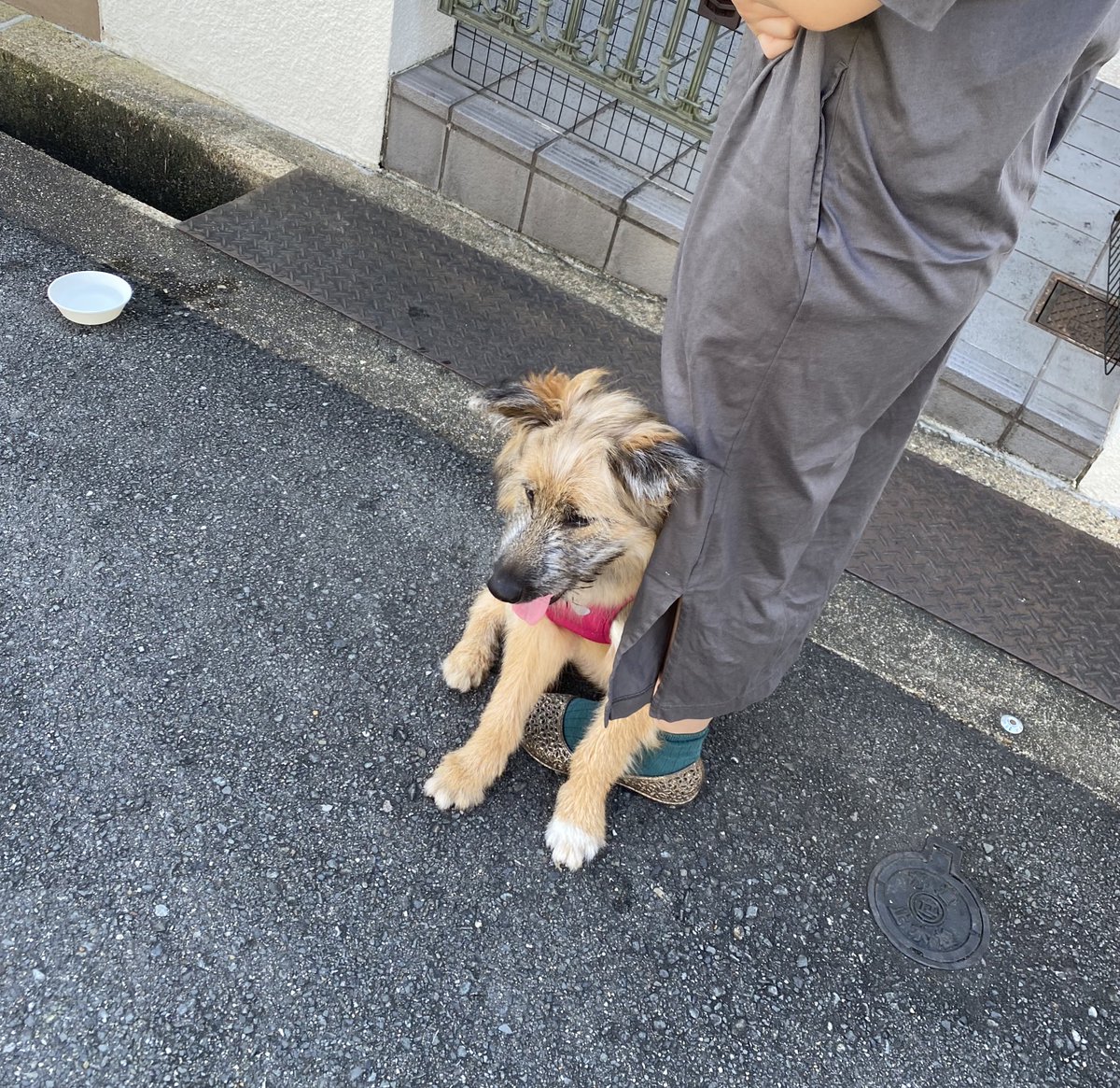 足の上に座るイヌ
#わんこ #愛犬