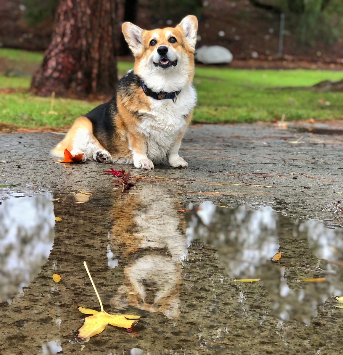 corgi_zero's tweet photo. It rained in SoCal today, and we literally canβt think about or talk about anything else. π€£βοΈπ
#SoCalProblems #MySoCalLife #IfYouKnowYouKnow #SoExciting #ItNeverRainsInSouthernCalifornia https://t.co/G7tBE19fRI