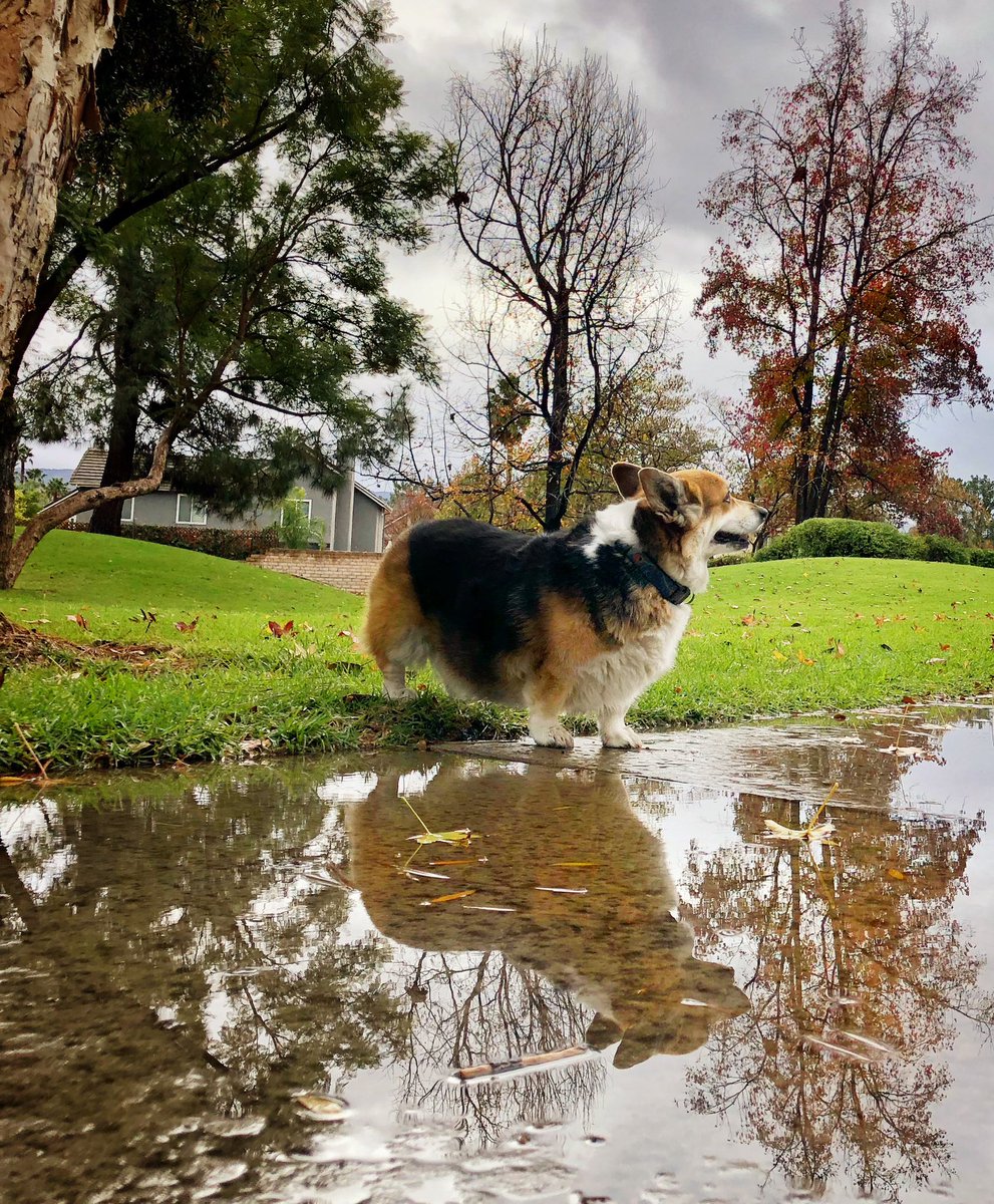 corgi_zero's tweet photo. It rained in SoCal today, and we literally canβt think about or talk about anything else. π€£βοΈπ
#SoCalProblems #MySoCalLife #IfYouKnowYouKnow #SoExciting #ItNeverRainsInSouthernCalifornia https://t.co/G7tBE19fRI