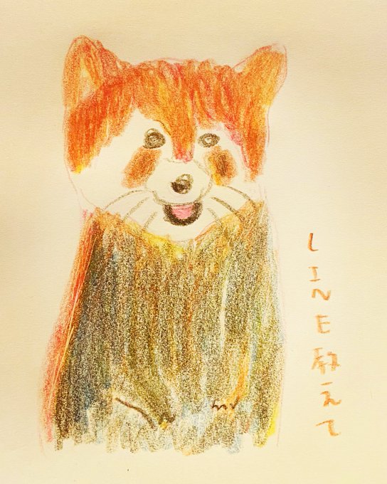 レッサーパンダのtwitterイラスト検索結果