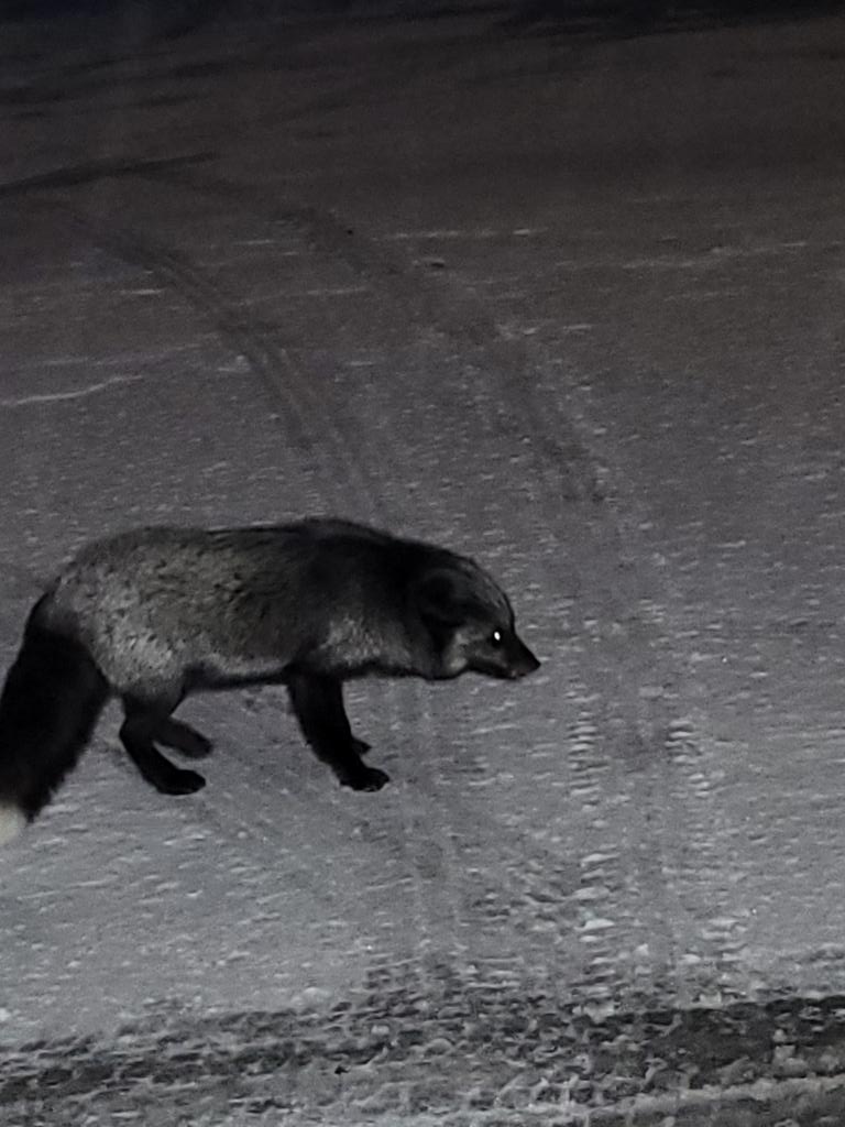 HeathONeill's tweet photo. Foxy Lady! #SignallHill #SwiperNoSwiping https://t.co/7V9TYp6nWn