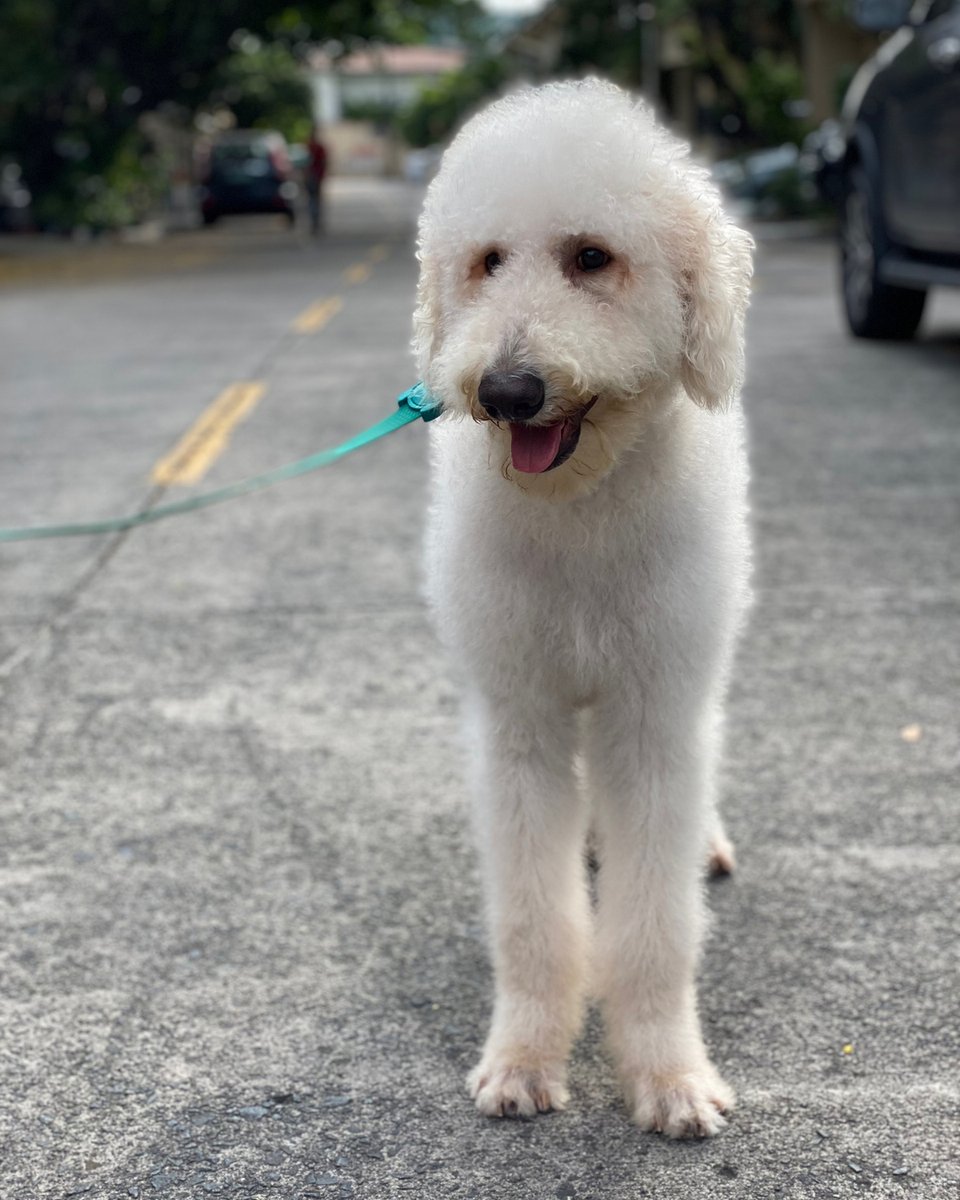 katMaderazo's tweet photo. It's been cold lately! Our boys need Christmas sweaters! 😅 #labradoodle #f1bLabradoodle #puppy #puppies #puppiesofinstagram #doodlelove #doodles https://t.co/sYV8d8tTVH