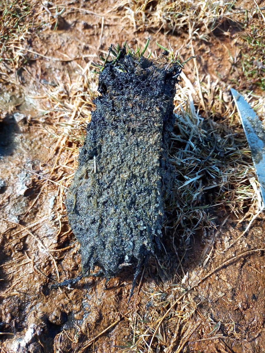 MariaVaieretti's tweet photo. This week, field work https://t.co/oiuoNmlcRm