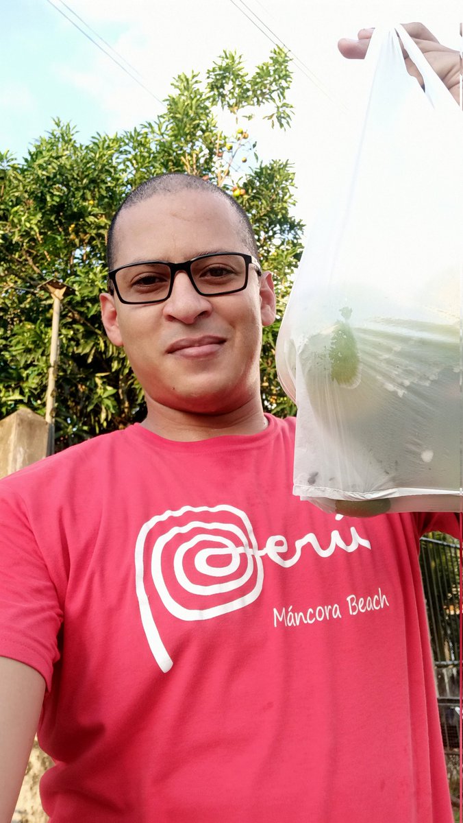 DrOnco15's tweet photo. >CAUJE O CAIMITO<
Yo: esa fruta en mi tierra #Quinindé hace mucho dejó de existir.
Veci: Tome las que pueda.
Yo: Pocas pero buenas, muchas gracias al Veci, ojalá resista hasta poder ir a sembrarla.
#AndrésArgüelloAragón #caimito #cauje #pouteria https://t.co/knVtWs0KUw