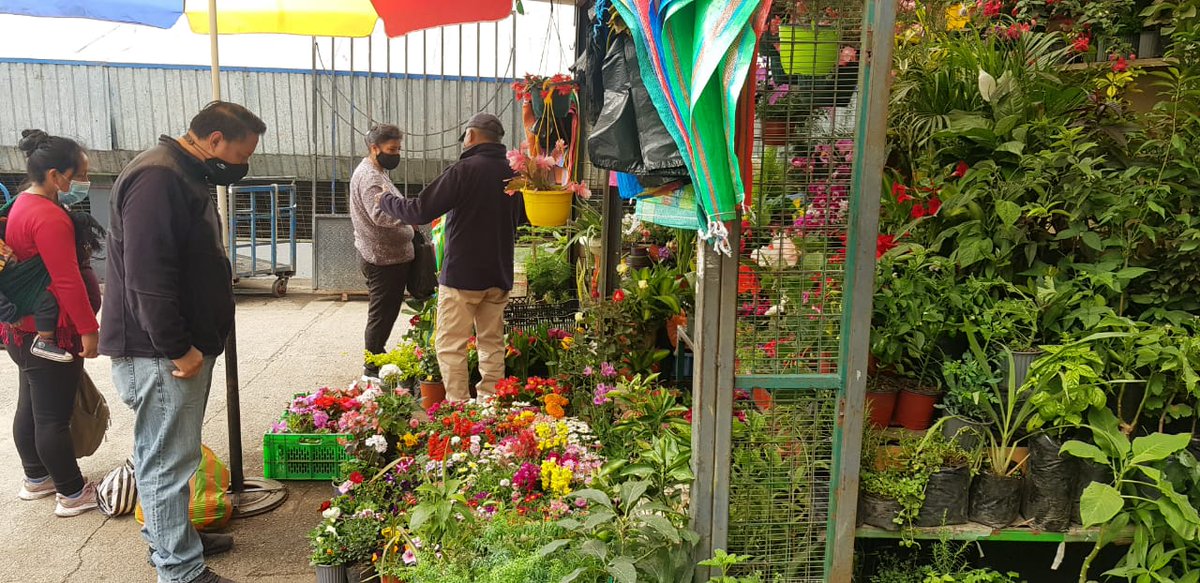 MAE_Zonal6's tweet photo. #Cañar | Junto a la #UNPAMB, realizamos operativos de control en mercados, ferias y locales de expendio de artículos navideños para evitar el uso y comercialización del musgo. Verificamos el uso de materiales alternativos en la elaboración de pesebres. https://t.co/vfOyIiEiNV