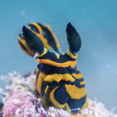nudibranchbitch's tweet photo. #NewProfilePic https://t.co/lR1jWBYWUD