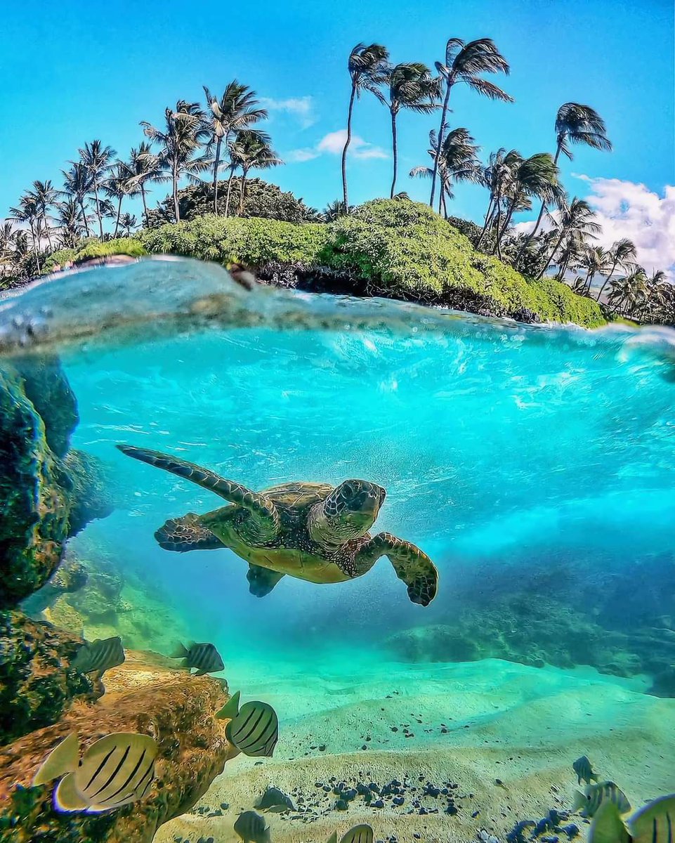 Đảo Hawaii❤❤❤😍😍😍