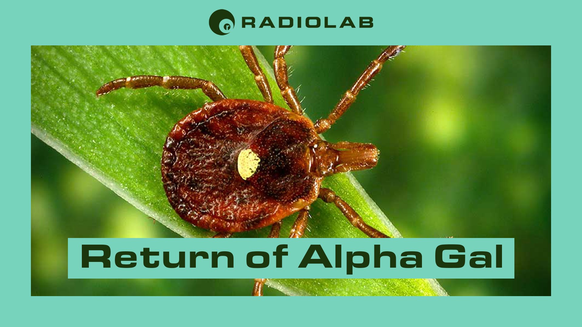 Radiolab on Twitter "The story of how a tiny tick and a mysterious