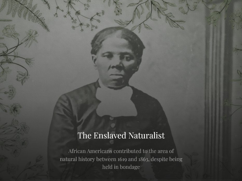 Despite being held in bondage, enslaved and formerly enslaved African Americans made foundational contributions to our understanding of, and inextricable relationship with, the natural environment.

The Enslaved Naturalist digital exhibit is now live! jmjp.gmu.edu/exhibits/ensla…