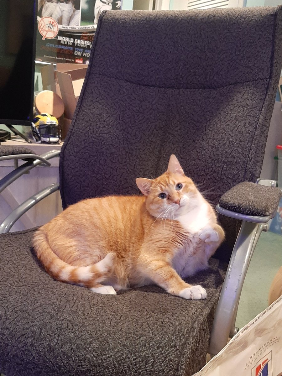 BigSilkFrank's tweet photo. Cat friend, Moe https://t.co/vLzWhmNOIO