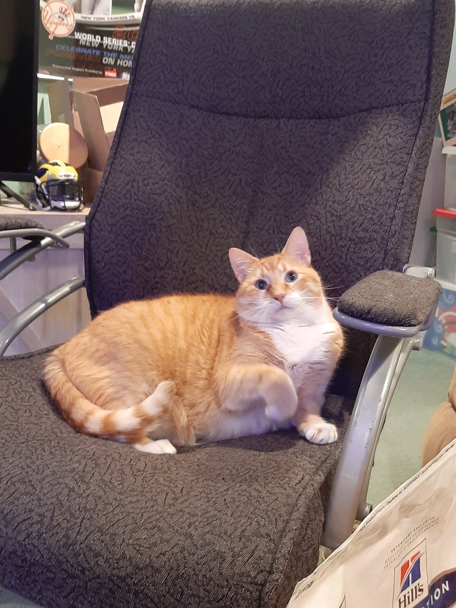 BigSilkFrank's tweet photo. Cat friend, Moe https://t.co/vLzWhmNOIO