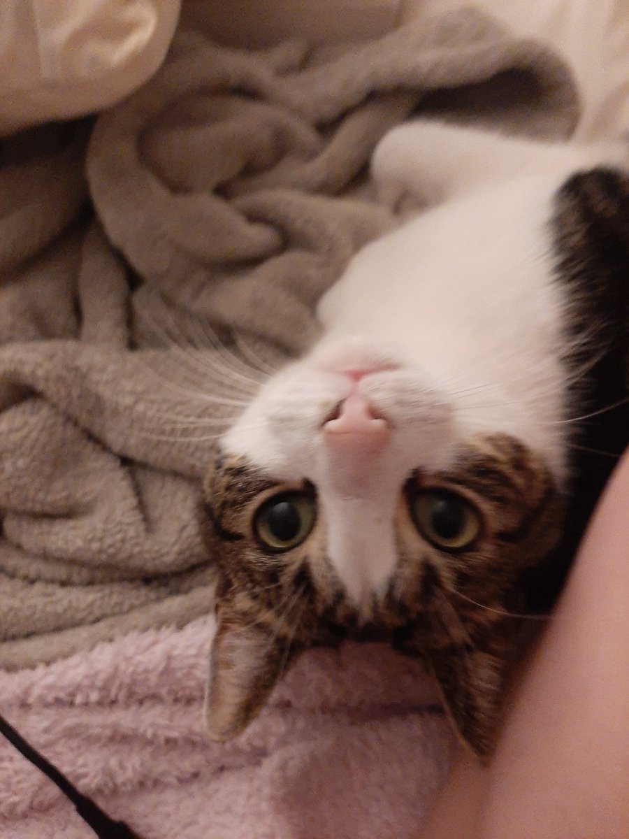 BigSilkFrank's tweet photo. Kitten https://t.co/lwwYJf0AeC