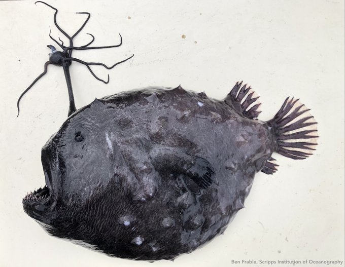 Photo of a Pacific footballfish, a large and dark fish specimen, in the lab.