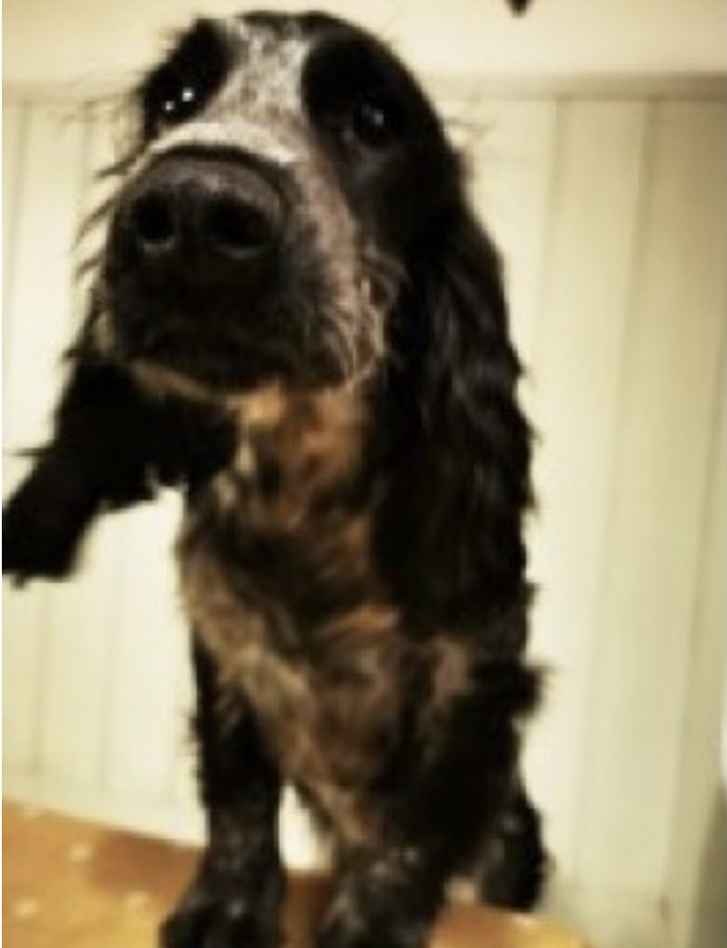 rosieDoc2's tweet photo. NANCY missing THE PLUDDS WOODS above #Lydbrook #ForestOfDean #GL17 14/12/21
Female/young adult #CockerSpaniel blue roan/white spot left of snout/white streak top of head
CHIPPED
walks in woods often but today was spooked by a bigger dog and ran off
https://t.co/9E21F0vxV9 https://t.co/Pa6B1TwhlP