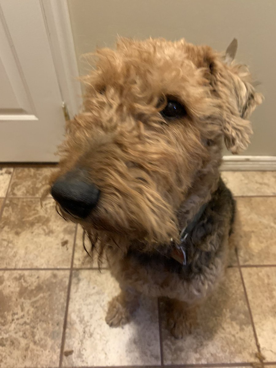 guy451m's tweet image. So Sophia is a little less impressed with Mr Welly’s antics